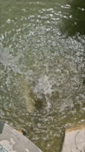 Phineas enjoying water enrichment