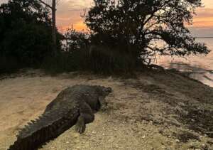 Large croc relocated from hectic residential area