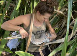 Rescue in action - Securing an injured heron