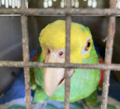 Yellow-Headed Amazon, saved from a life of neglect