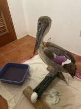 Snappy the Brown Pelican released after 10 months