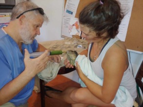 Christina and volunteer Jim feed an injured iguana