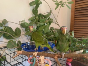 White-fronted Parrots rescued from the pet trade