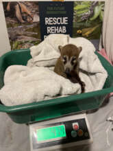 White-Nosed Coati rescued from the wildlife trade