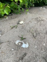 Hatched crocodile eggs