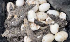 19 American crocodile eggs saved from excavator