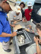 Employees who rescued croc nest watch them in awe