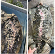 American crocodile "Zuko" wound healing