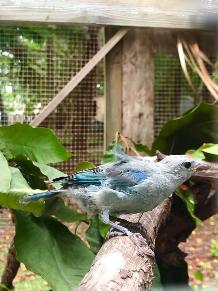 Saving Wildlife On The Cayes of Belize