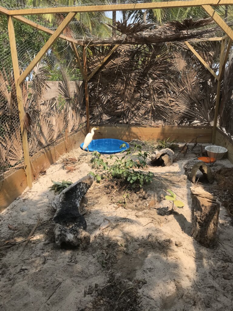 Saving Wildlife On The Cayes of Belize
