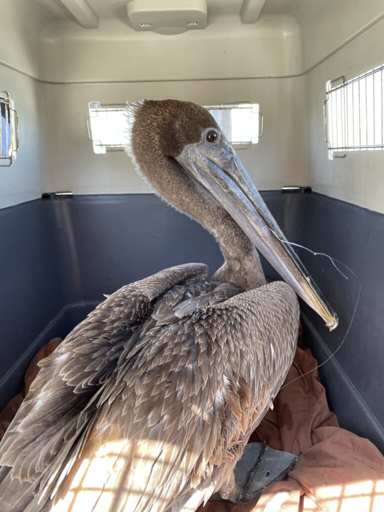 Saving Wildlife On The Cayes of Belize