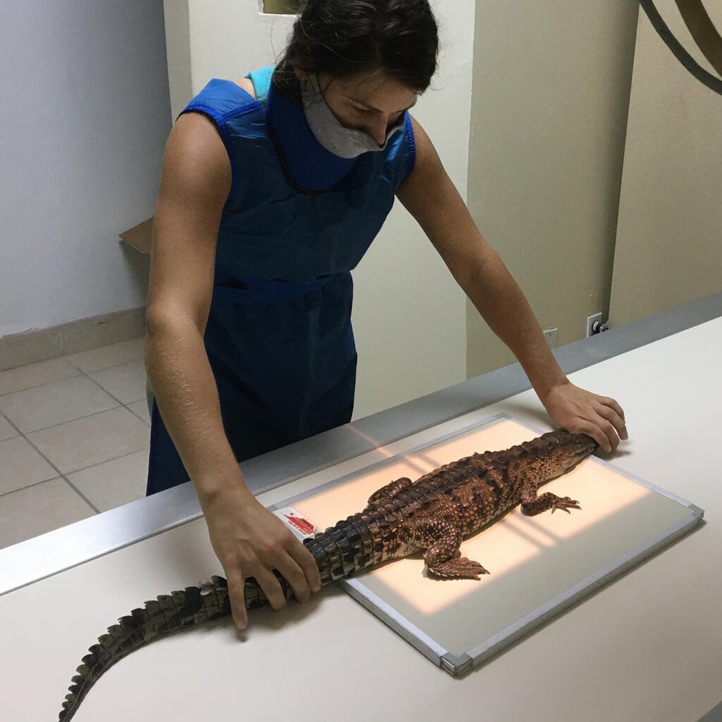 Saving Wildlife On The Cayes of Belize