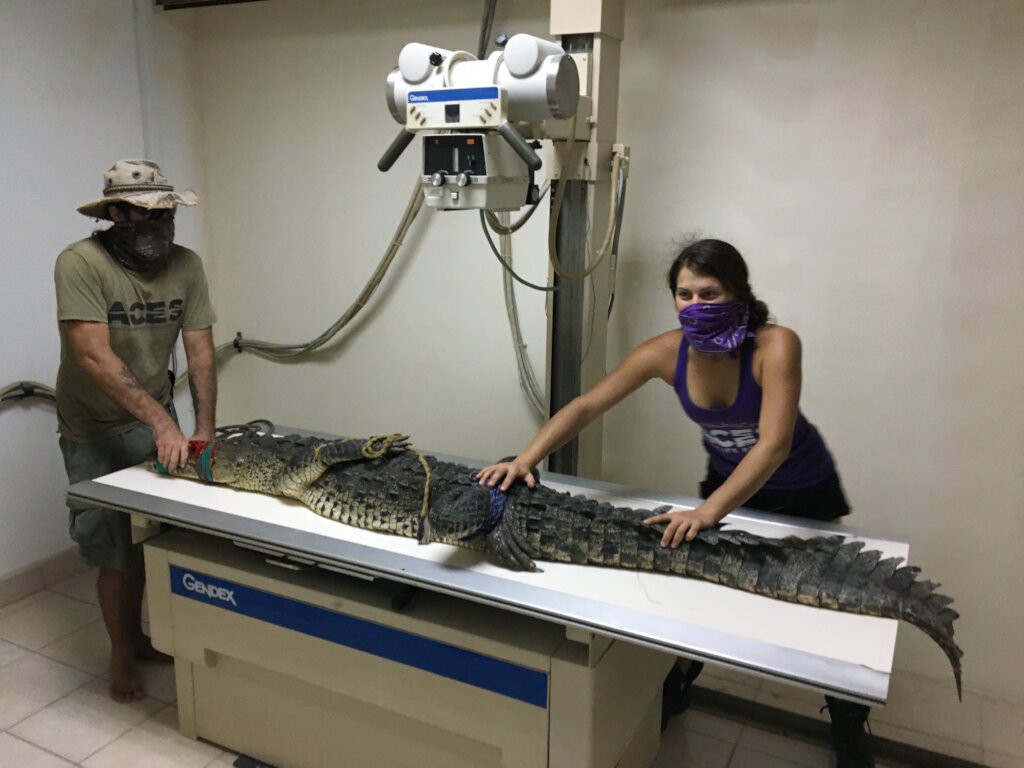 Saving Wildlife On The Cayes of Belize