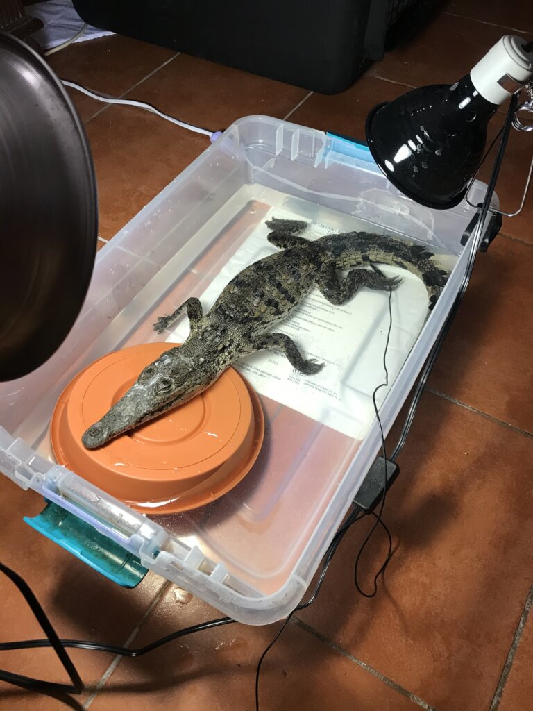 Saving Wildlife On The Cayes of Belize