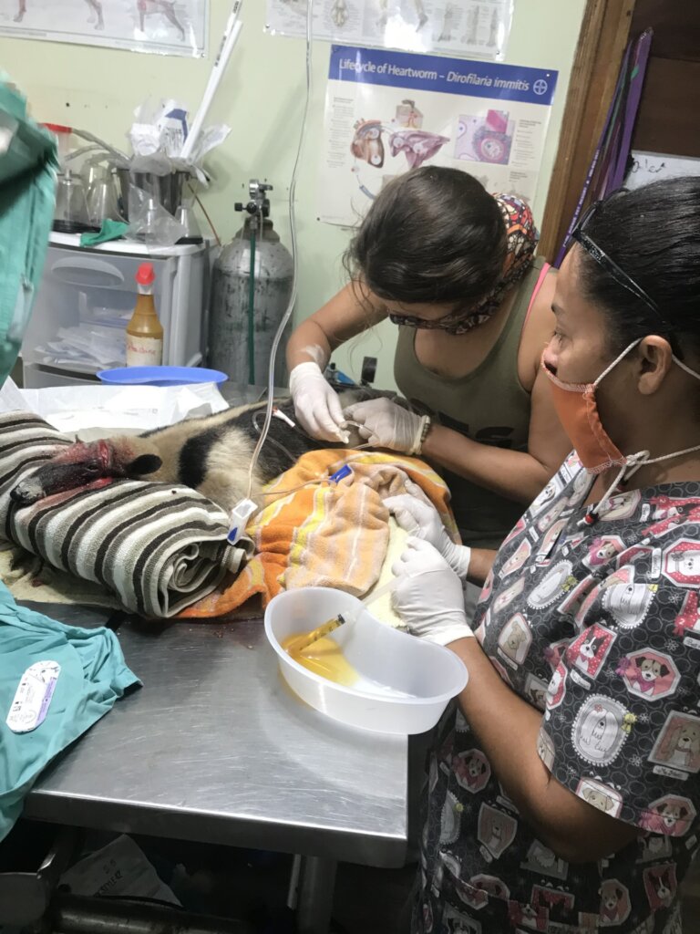 Saving Wildlife On The Cayes of Belize