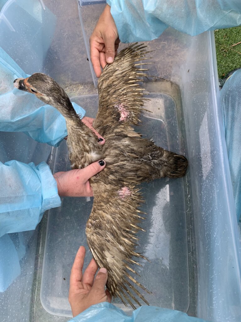 Saving Wildlife On The Cayes of Belize GlobalGiving