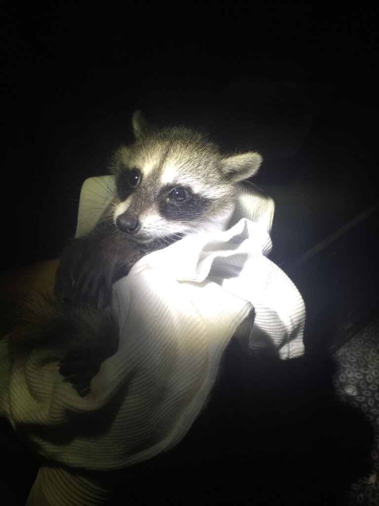 Saving Wildlife On The Cayes of Belize