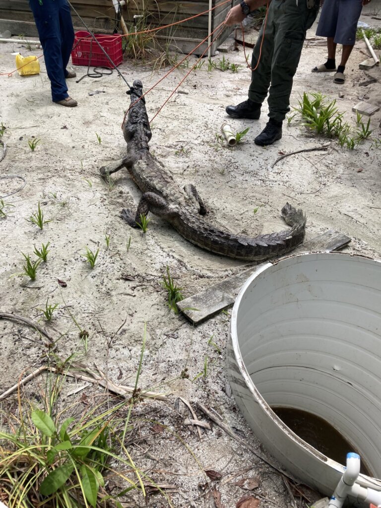 Saving Wildlife On The Cayes of Belize