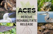 Saving Wildlife On The Cayes of Belize