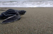 Sea Turtle Rescue and Conservation in Playa Grande