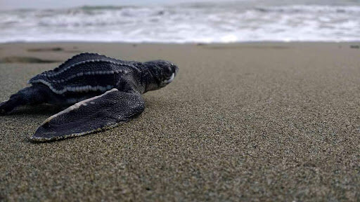 Sea Turtle Rescue and Conservation in Playa Grande