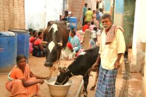 Jakkamalpatti cow owners
