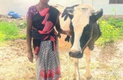 Empowering  Cow Farmers with Modern Tools -India