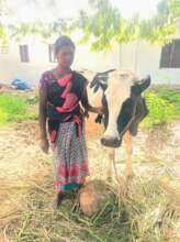 Empowering  Cow Farmers with Modern Tools -India