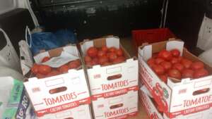 tomato distribution