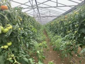 Greenhouse cultivation in Crete