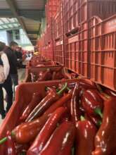 red peppers from Crete For Life distribution