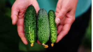 Rejected by shops, not by us, It fed a family of 4