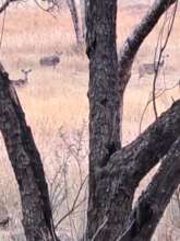 Bushveld and Kudu from the back of a bakkie