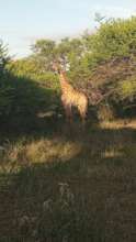 Early Morning Encounter
