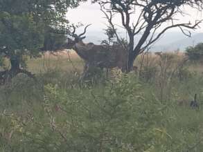 An Eland antelope