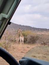 Interested Giraffe on a game drive
