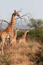 A giraffe family