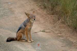 A jackal