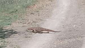 A Rock Monitor