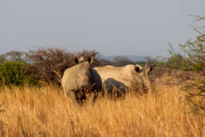 White Rhino