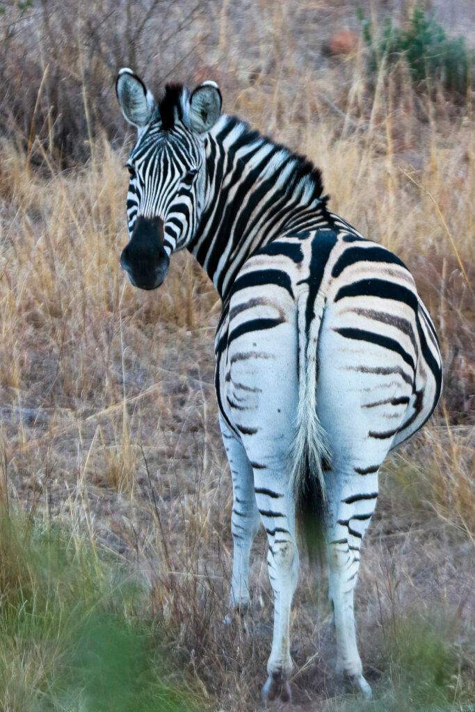 Engaging Youth & Teachers in Eco-Conservation RSA