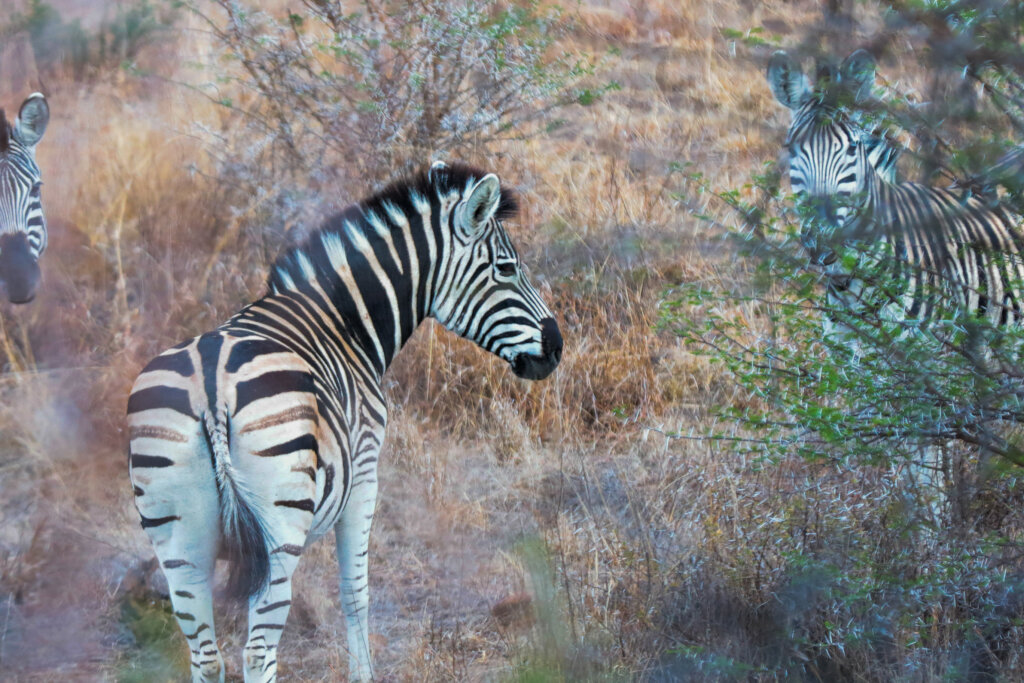 Engaging Youth & Teachers in Eco-Conservation RSA