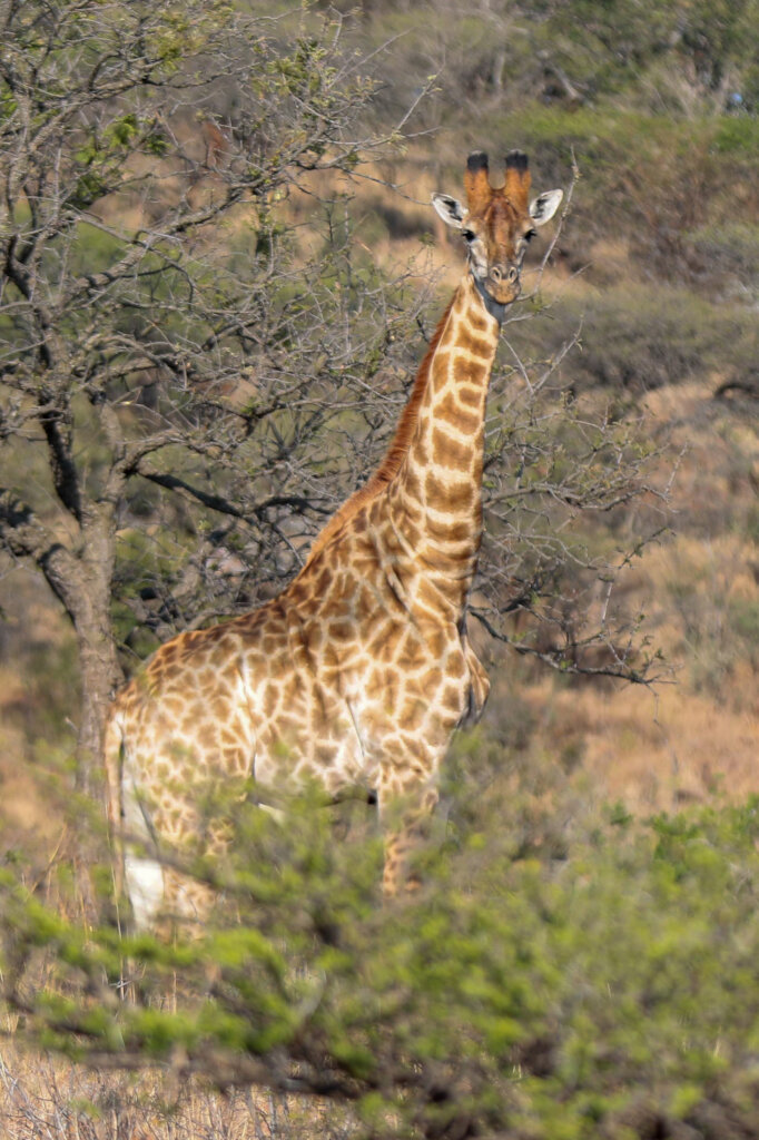 Engaging Youth & Teachers in Eco-Conservation RSA