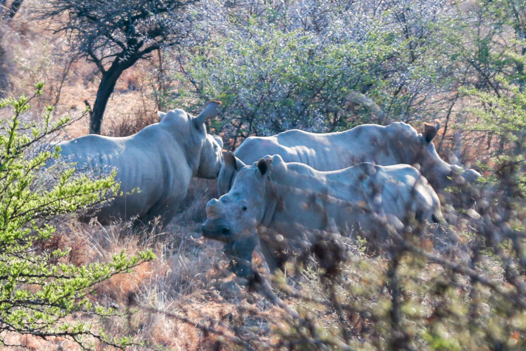 Engaging Youth & Teachers in Eco-Conservation RSA