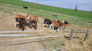 Dairy calves humanely raised in the open air
