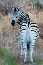 Many types of animals are seen on each drive.