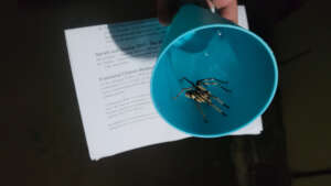 Arachnid helping with a worksheet!