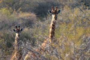 The giraffes are as inquisitive as the learners!