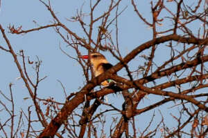 The birdlife is varied. A brown hooded Kingfisher