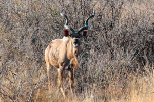 A Kudu bull
